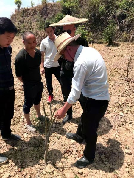 香柚技术人员现场指导